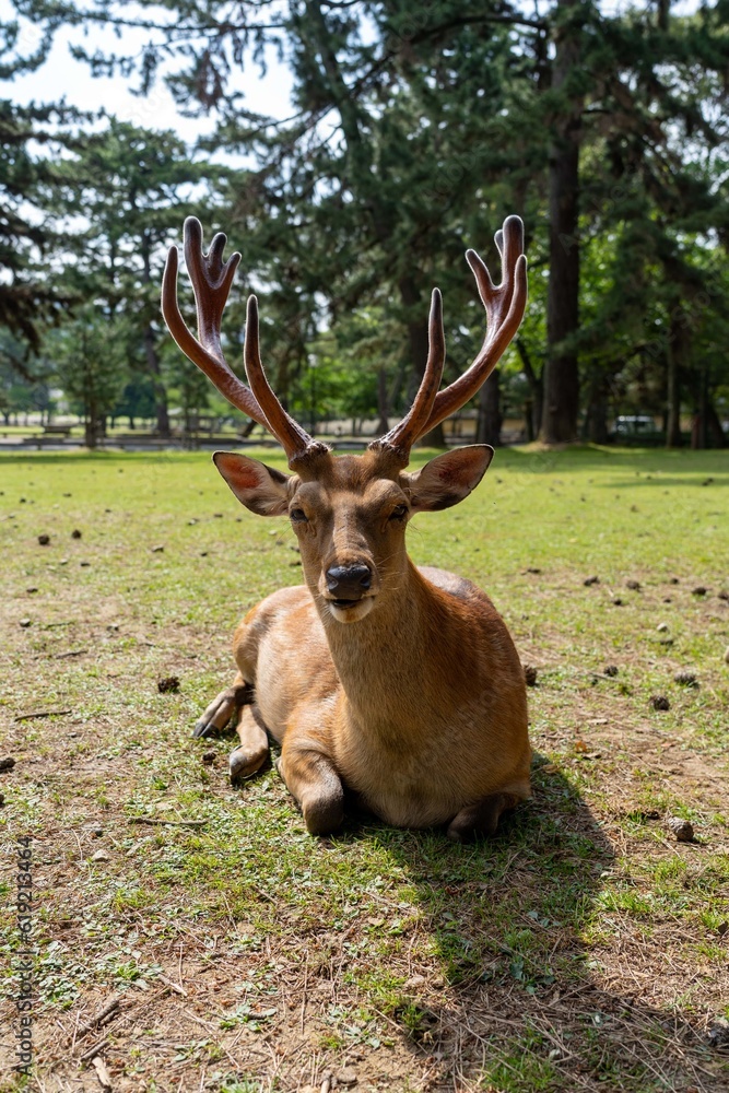 Single Japanese spotted deer (male) laying on the field in the morning Single Japanese spotted deer (male) laying on the field in the morning