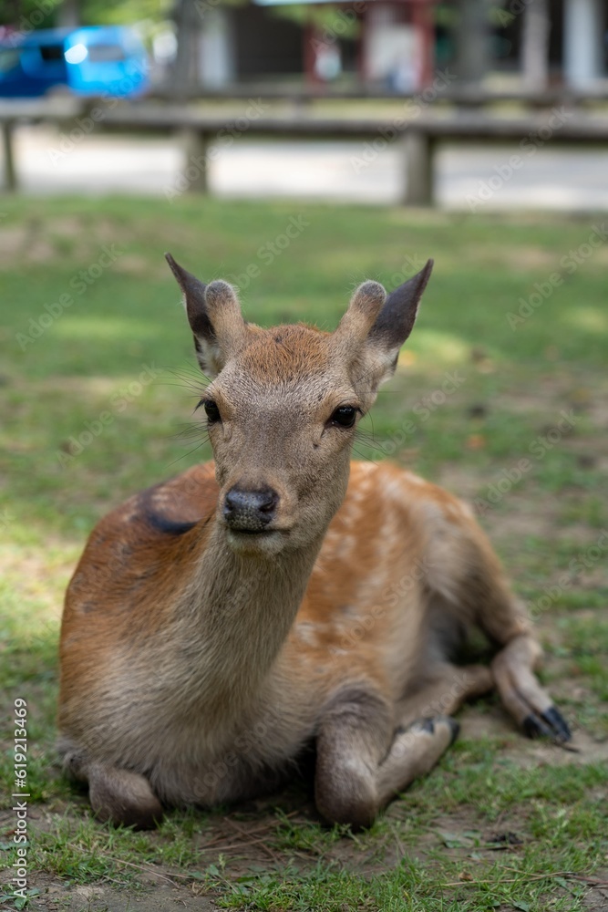 Baby deer lying in the grass of a park