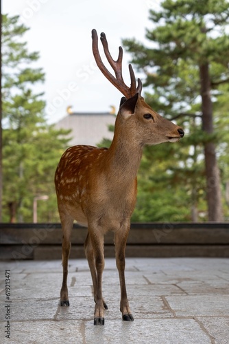 Single Japanese spotted deer (male) standing in front of a temple