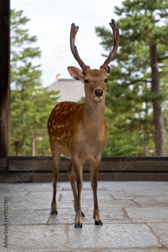 Deer standing in the doorway of the Todai-ji Temple near Nara park in Japan