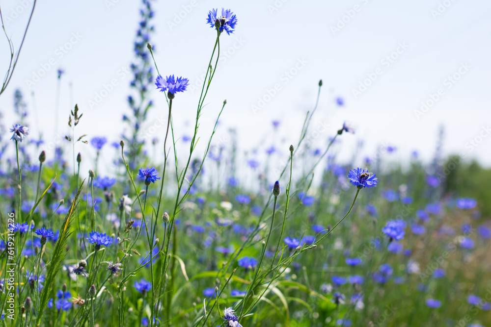 Cornflower, Centaurea cyanus Rare flower of Arable Fields. blue wildflowers, natural floral background. Wild flowers, close-up, blurred background. summer meadow flower, blooms beautifully in blue. Cornflower, Centaurea cyanus Rare flower of Arable Fields. blue wildflowers, natural floral background. Wild flowers, close-up, blurred background. summer meadow flower, blooms beautifully in blue.