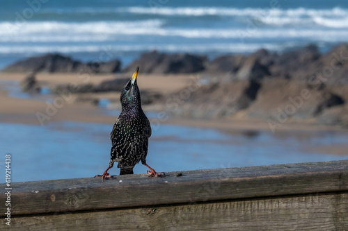 Starlings, sturnus vulgaris , in a power stance pose, perched on a wooden fence at Fistral Beach, Newquay, Cornwall photo