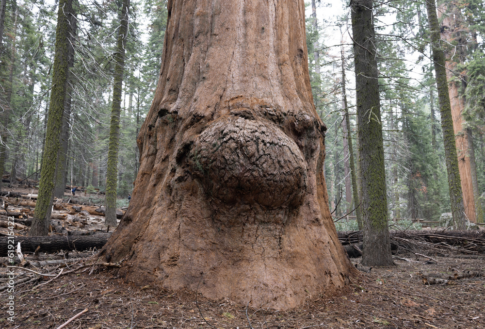Giant Sequoia tree that looks like a human face with a big nose Giant Sequoia tree that looks like a human face with a big nose