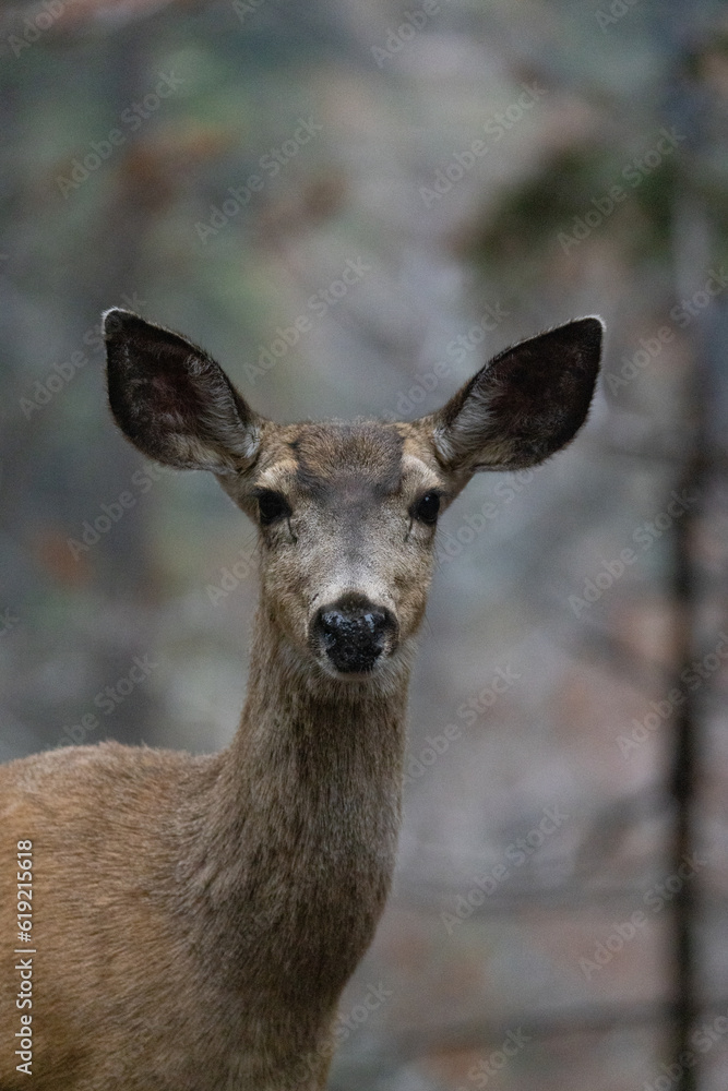 Head and face of a beautiful mule deer in the woodlands and forest at Sequoia National Park in California