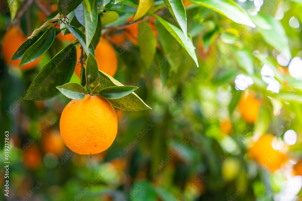Close up view of orange fruits on trees in the garden of Turkey