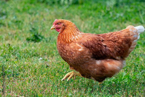 A red-haired laying hen on the loose in a grassy field