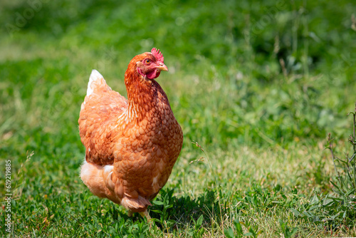 A red-haired laying hen on the loose in a grassy field