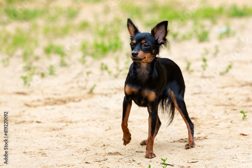 The Russian Toy is a very small breed of dog bred in Russia from the English Toy Terrier.