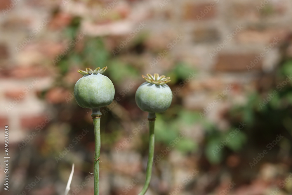 Green poppy seed heads in autumn against blurred wall with copy space Green poppy seed heads in autumn against blurred wall with copy space