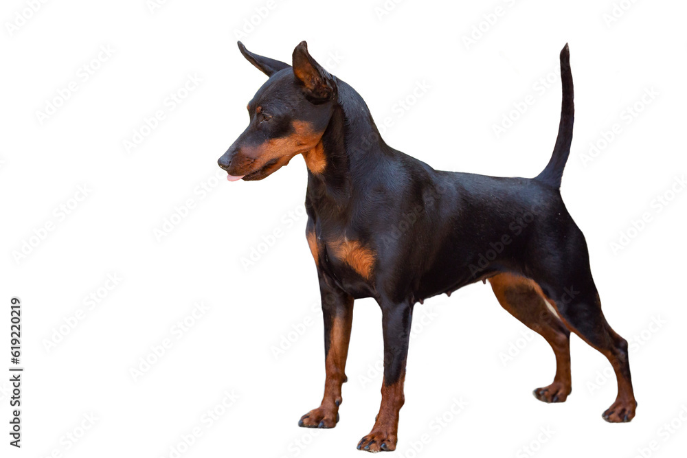 The Miniature Pinscher, also known as the Zwergpinscher. Close-up on a white background The Miniature Pinscher, also known as the Zwergpinscher. Close-up on a white background