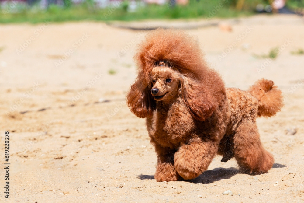 A poodle runs across a sandy field A poodle runs across a sandy field