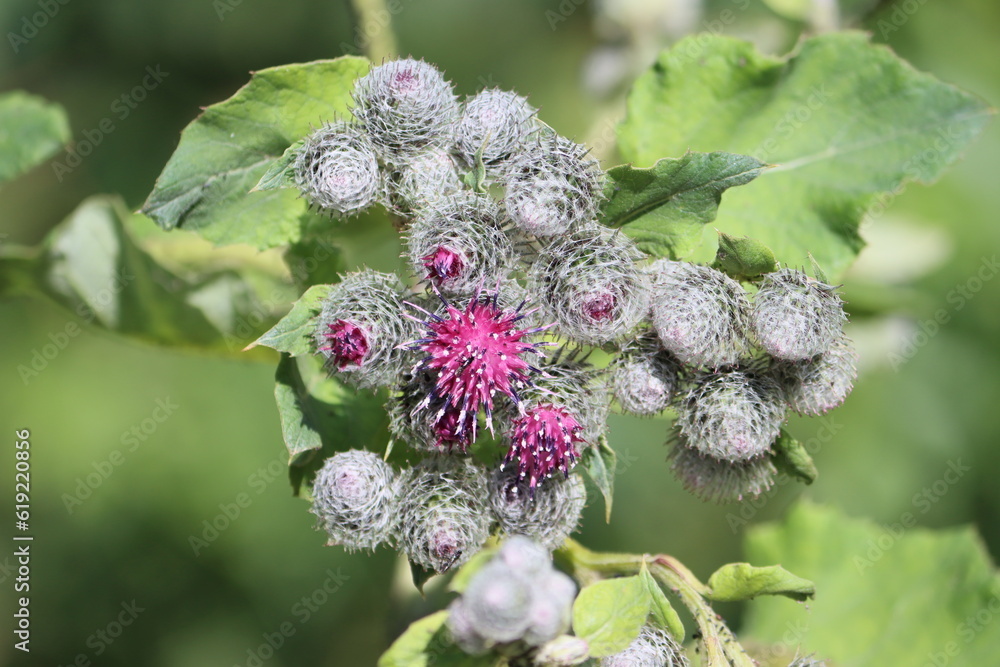Sweden. Arctium lappa, commonly called greater burdock, edible burdock