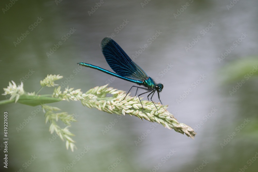 damselfly damselfly