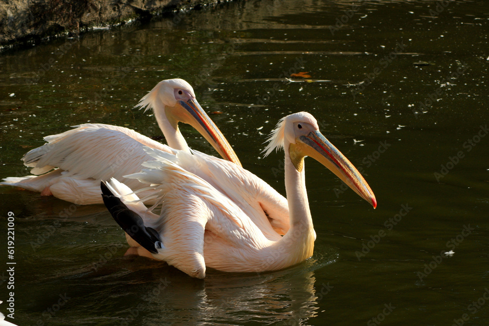 Great White Pelican Pelecanus onocrotalus
Great White Pelican Pelecanus onocrotalus