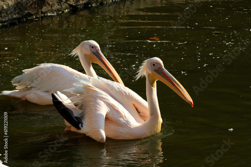 Great White Pelican Pelecanus onocrotalus 