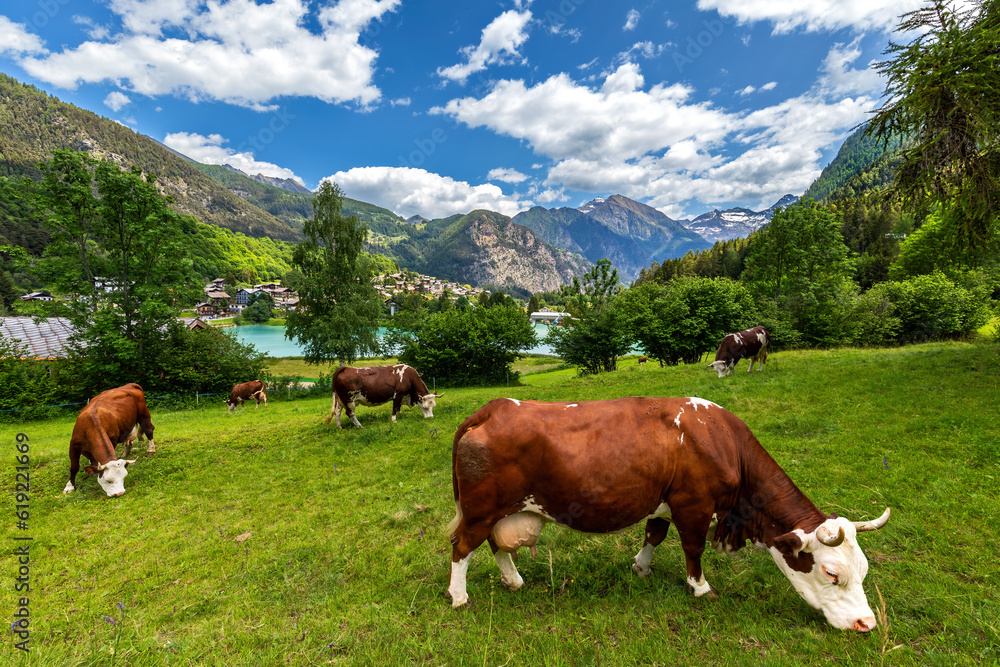 Cows on the pasture as small lake and mountains in background in Italy.