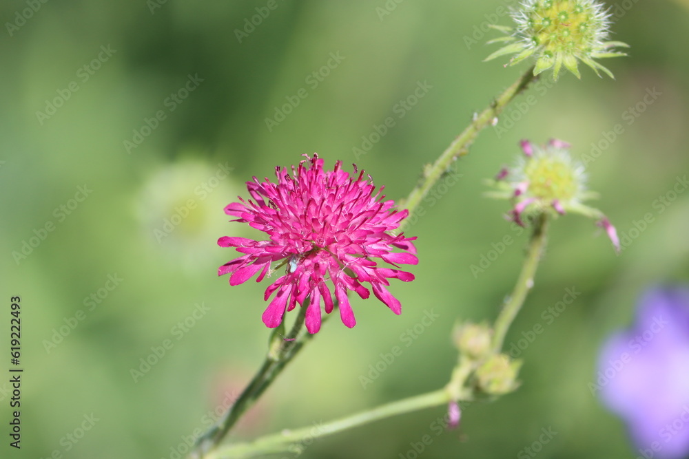 Sweden. Knautia macedonica, the Macedonian scabious, is a species of flowering plant in the family Caprifoliaceae Sweden. Knautia macedonica, the Macedonian scabious, is a species of flowering plant in the family Caprifoliaceae