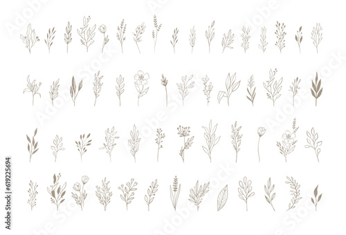 Botanical elegant, delicate hand drawn elements, minimalist modern style. Vector illustrations