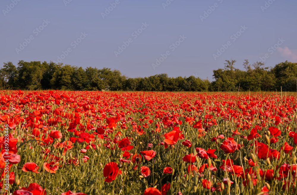 A field of poppies on the outskirts of Milan.
