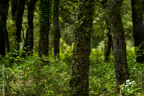Floresta di Monte Pisano, Sardenha. © Dhan Ribeiro