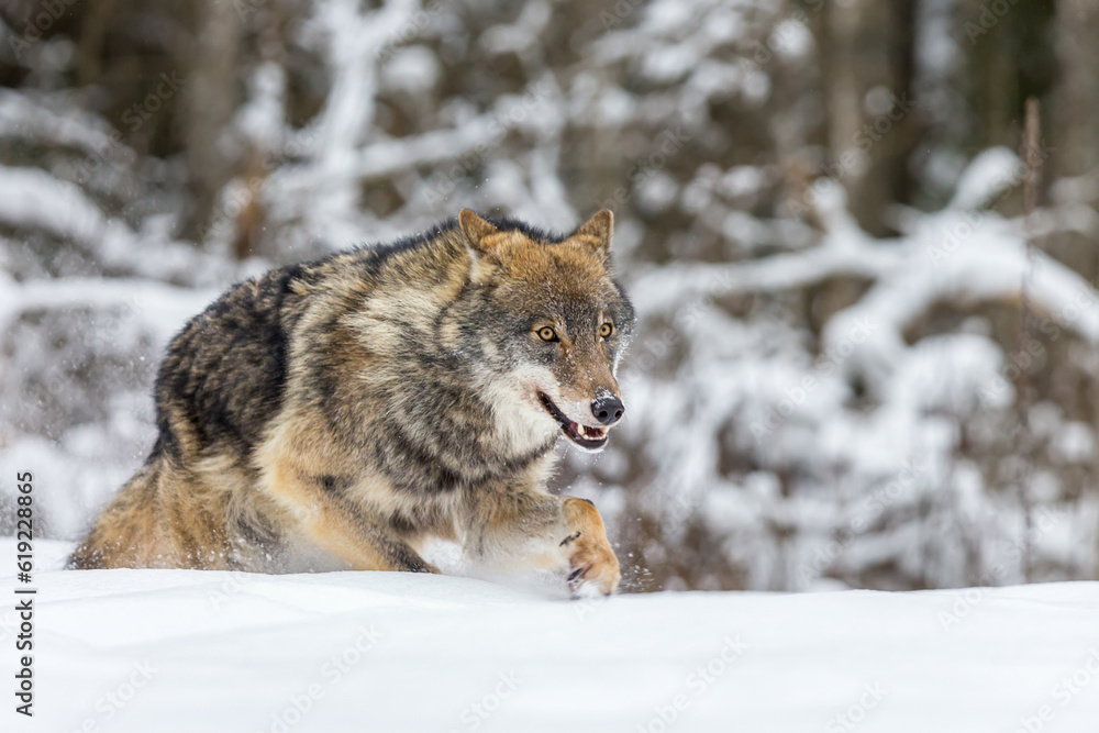 European wolf Canis Lupus in natural habitat. Wild life. Timber wolf in snowy winter forest. European wolf Canis Lupus in natural habitat. Wild life. Timber wolf in snowy winter forest.