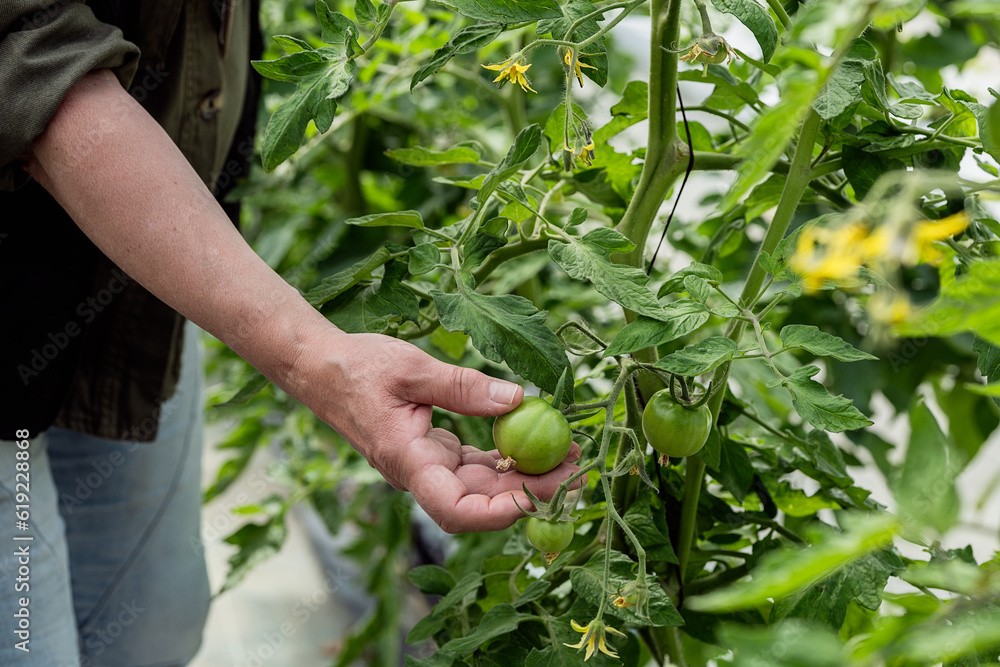 Crop faceless farmer touching unripe tomato in garden Crop faceless farmer touching unripe tomato in garden