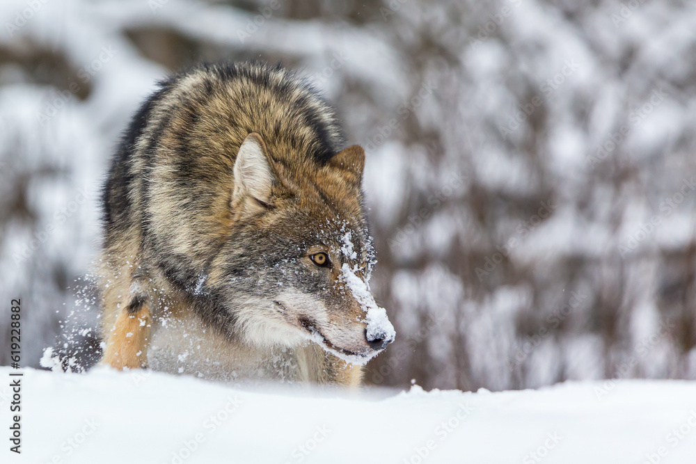 Obraz premium European wolf Canis Lupus in natural habitat. Wild life. Timber wolf in snowy winter forest.