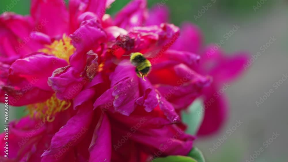 A bee flies on a crimson peony flower. A bee flies on a crimson peony flower.