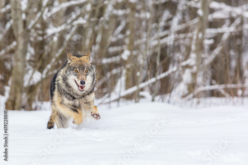 European wolf Canis Lupus in natural habitat. Wild life. Timber wolf in snowy winter forest. © Nikolay N. Antonov