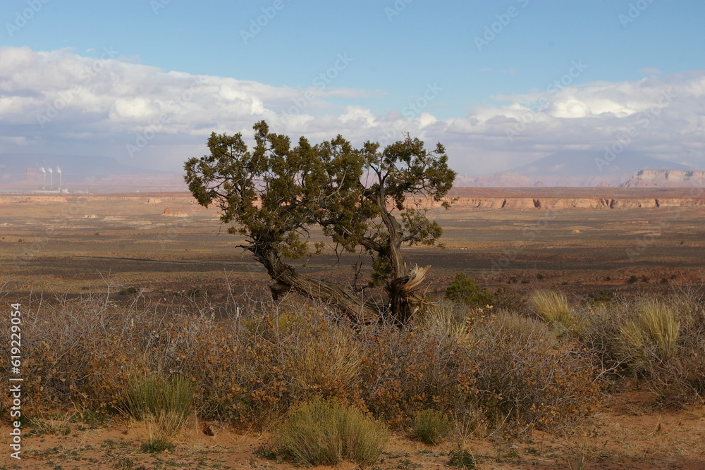 Obraz premium Tree in Desert