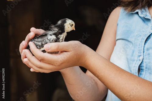 Unrecognizable crop girl holding small cute bird in hands photo