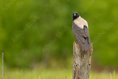 Wrona siwa (Corvus corone)