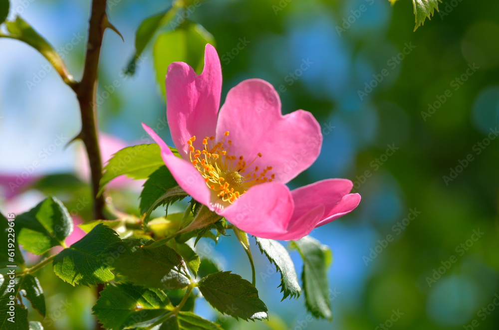 Rosehip, wild rose, blooms among green leaves Rosehip, wild rose, blooms among green leaves