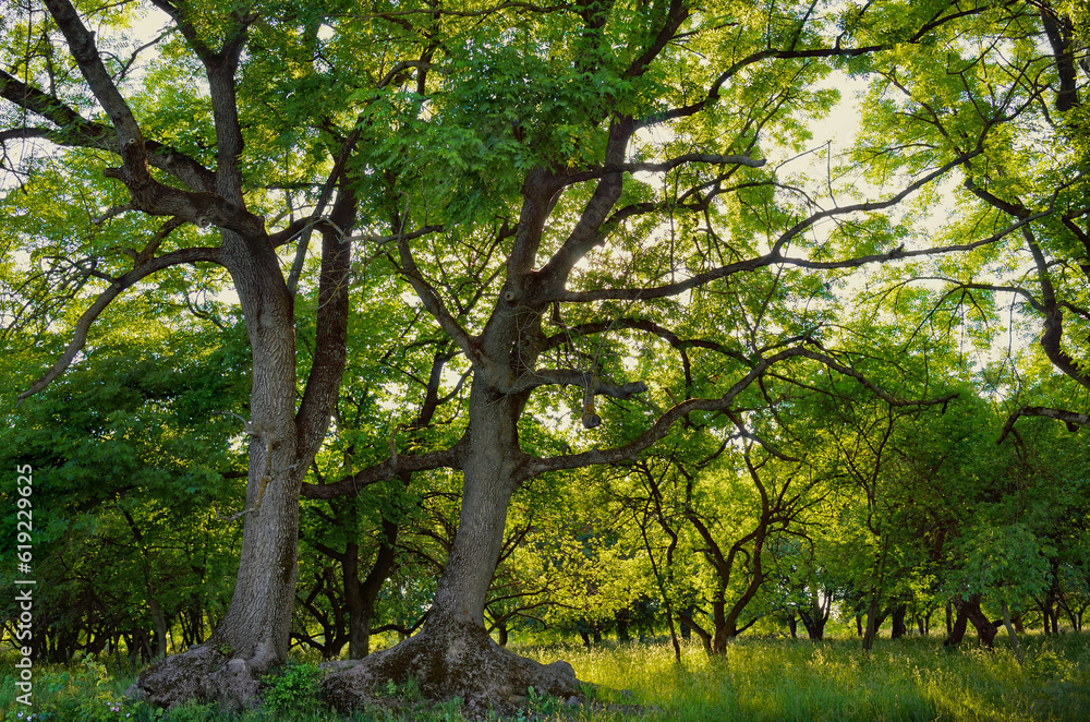Two big ash trees in the forest in summer Two big ash trees in the forest in summer