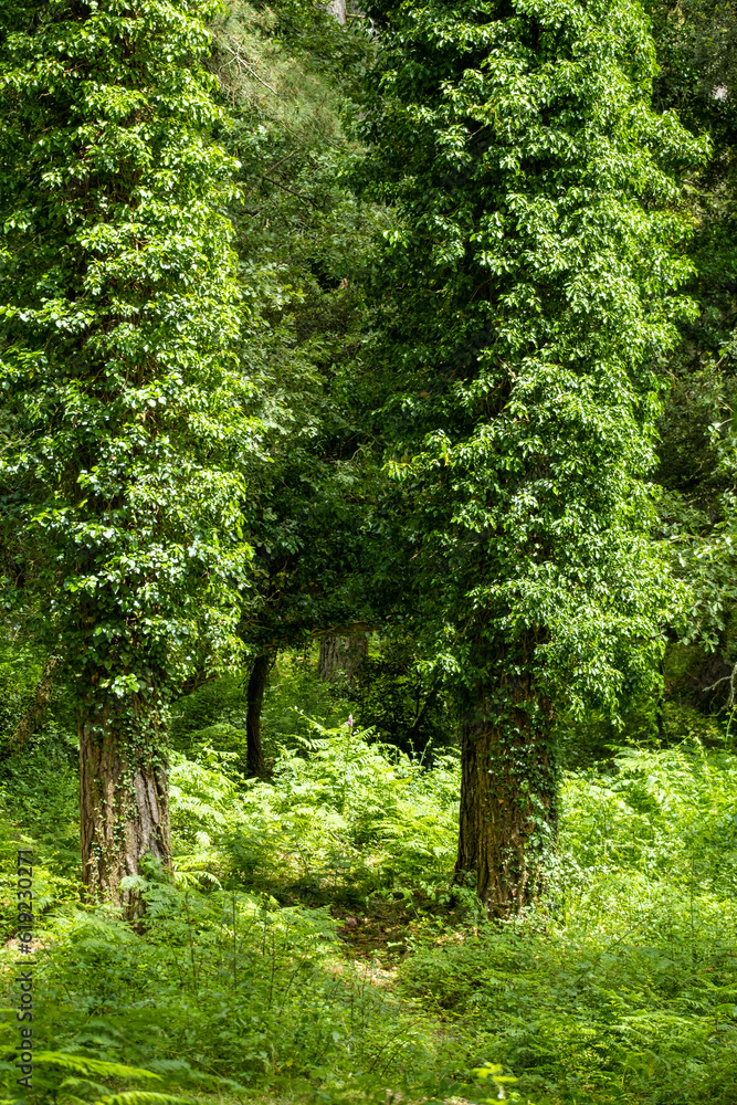 Fototapeta premium Floresta di Monte Pisano, Sardenha.