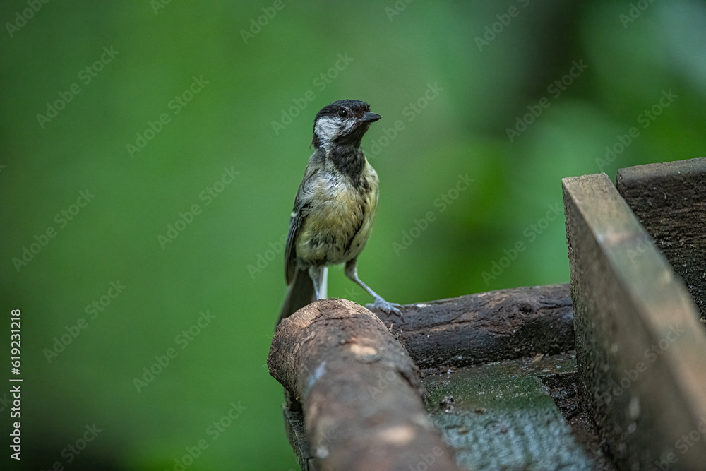 Naklejka premium Great Tit