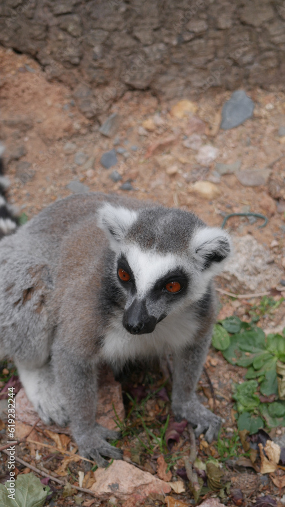 Lemur Grey white Lemur Grey white