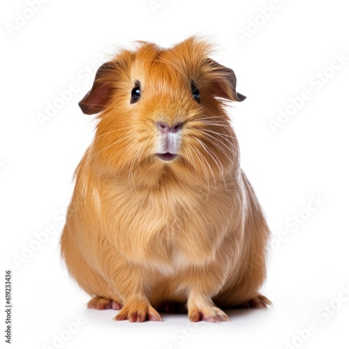 Guinea pig isolated. Illustration AI Generative.