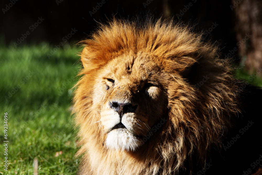 a single Male African Lion (Panthera leo leo) resting in the Winter sun with green grass and dry leaves