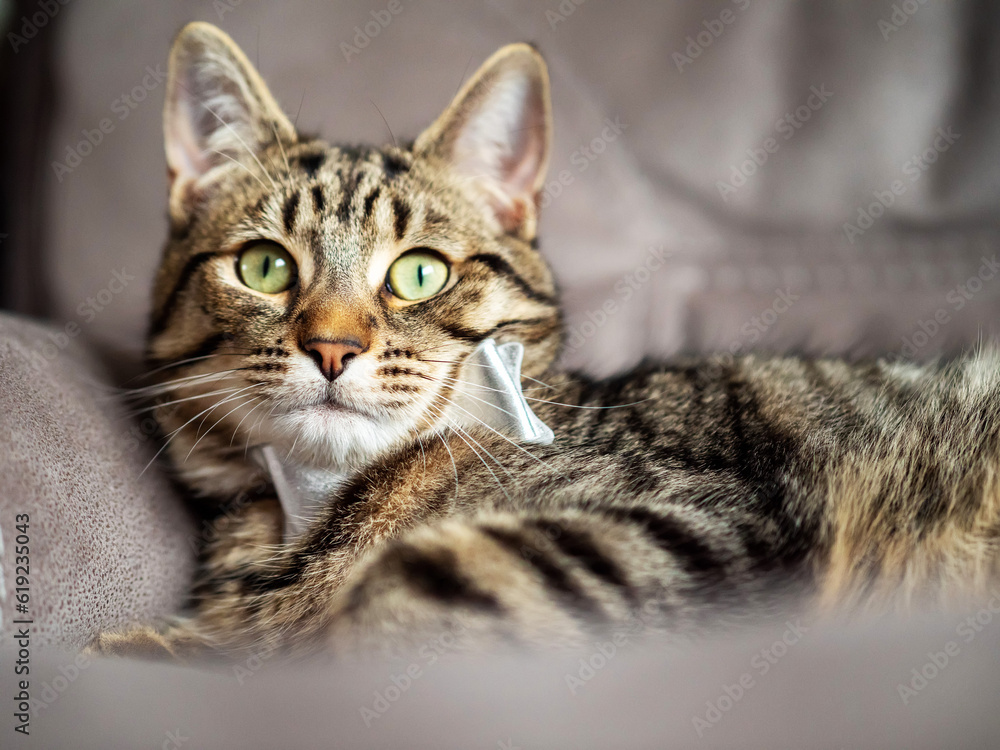 Cute and stylish tabby cat with silver bow tie on a couch. Beautiful pet at home with simple decoration.