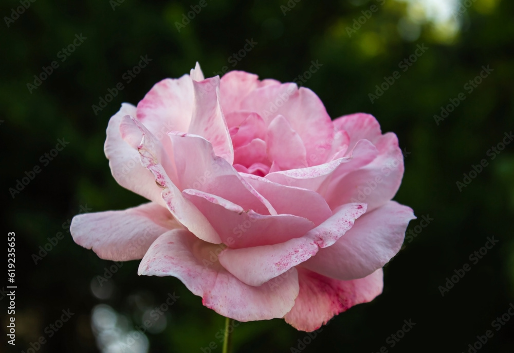 High quality photo. Beautiful Fresh White and Pink Marble Rose background. Beautiful rose white-pink color in the garden in the style of vintage.