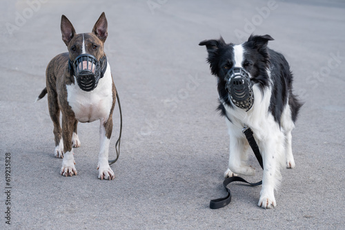 Fototapeta Naklejka Na Ścianę i Meble -  Dogs border collie and bull terrier in muzzles and on leashes on a walk outdoors. 