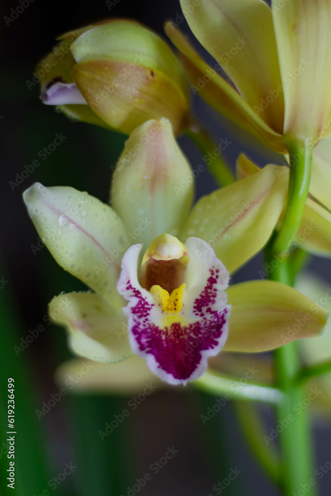 Fototapeta premium yellow Cymbidium flower with dark background
