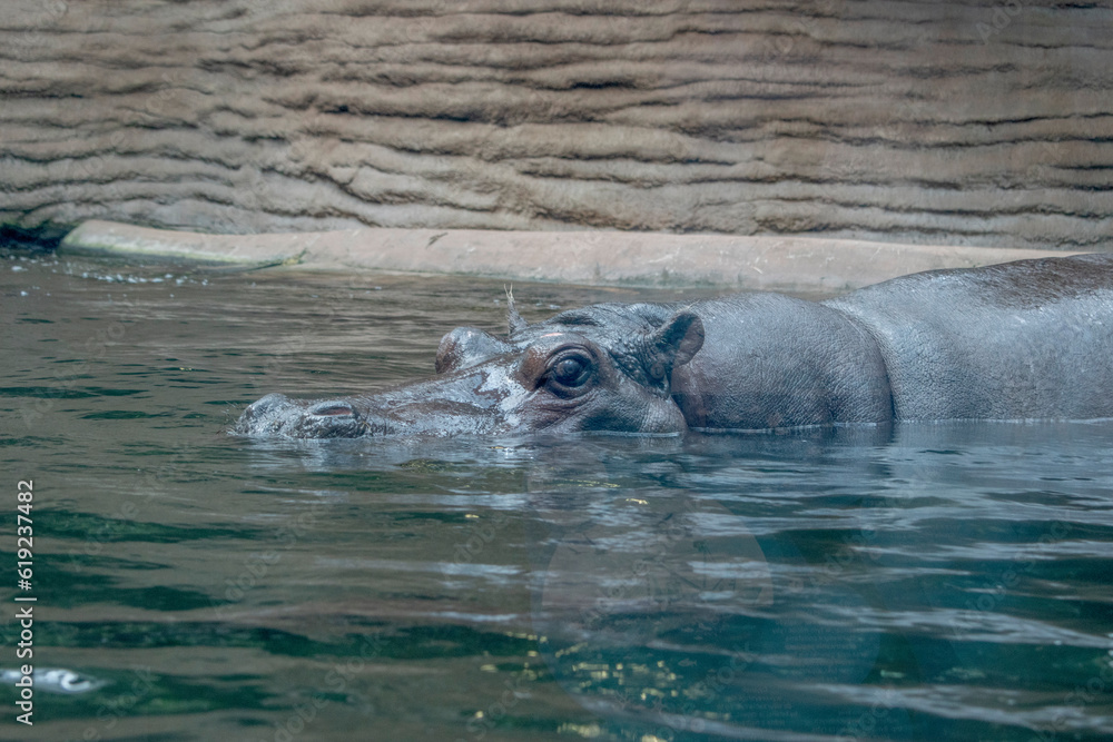 Fototapeta premium Hippo Splash: A regular hippopotamus enjoying a swim in a pool