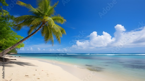 Lonely Palm on a Tropical Beach