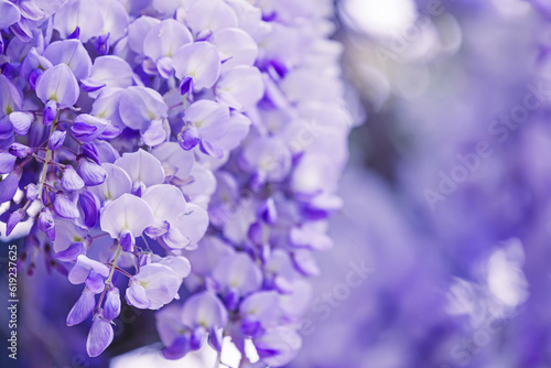 Purple wisteria flowers close-up, spring background