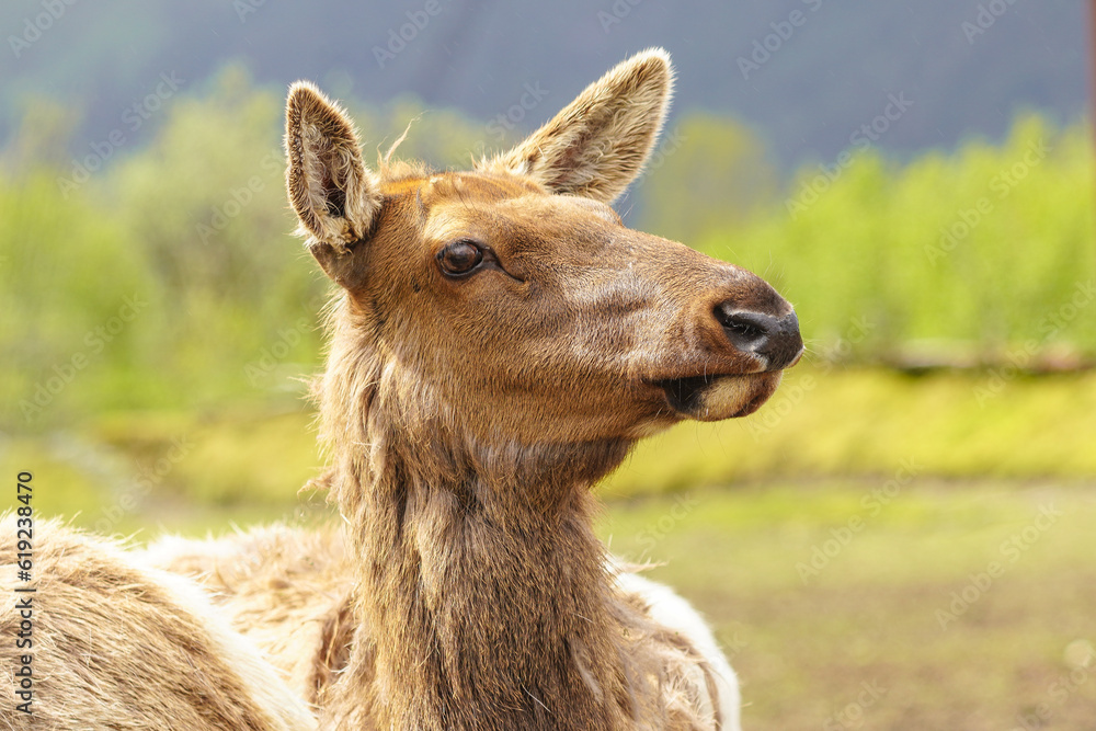 Alaskan Elk