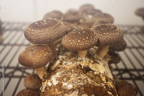 close up of shiitake mushroom (Lentinula edodes) growing in medium photo