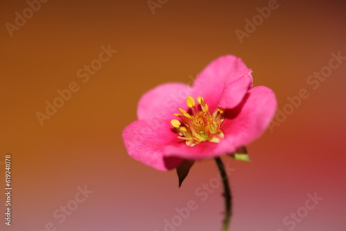 Pink strawberry flower blossom close up botanical background fragaria family rosaceae high quality big size instant print