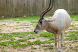 Scimitar horned Oryx in Captivity